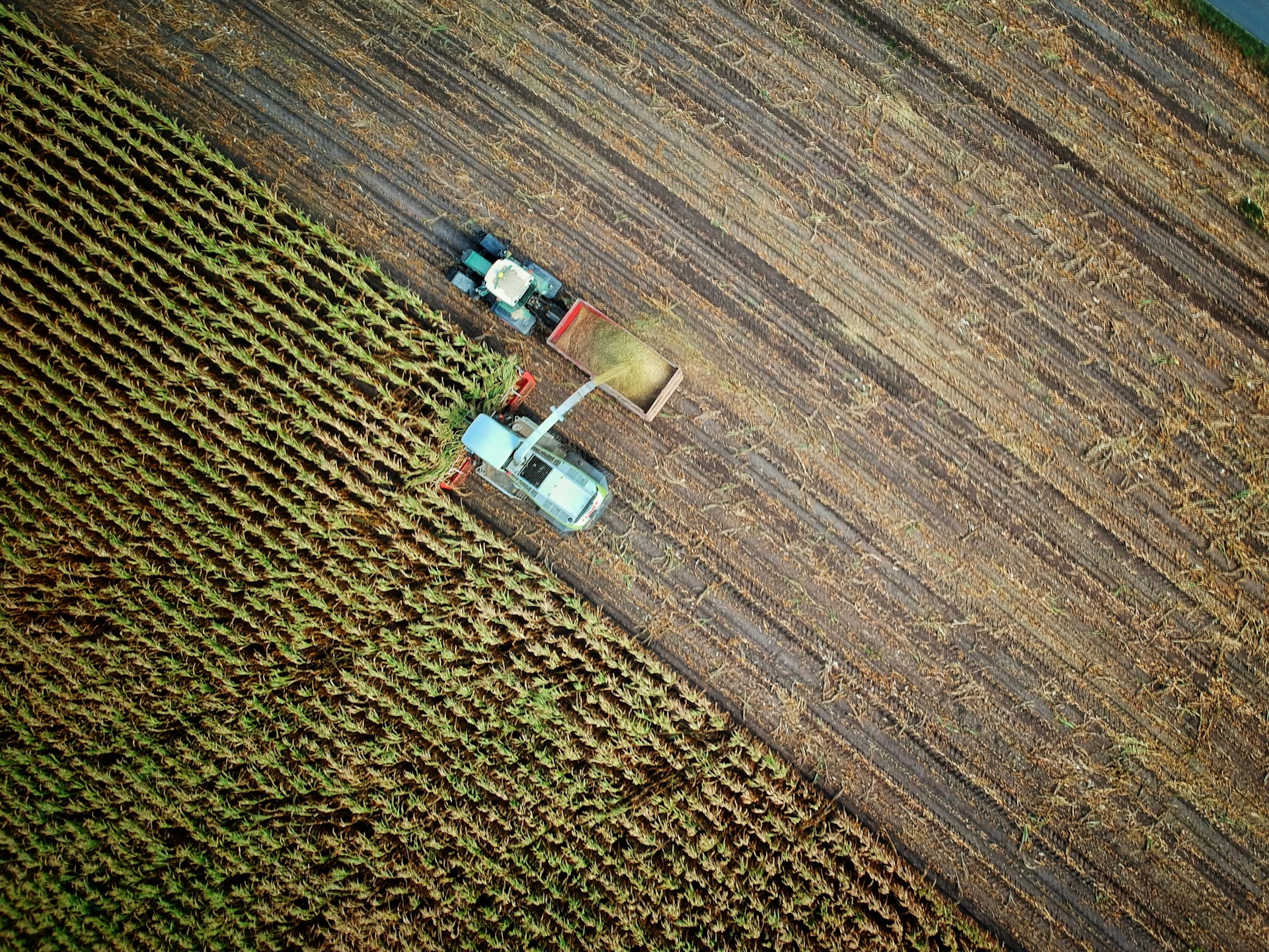 Al momento stai visualizzando Isola di Pantelleria, la sua agricoltura eroica